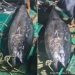 Tuna Sirip Biru Berat 200 kg Kembali Didaratkan di Gorontalo