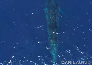 Sudah Dua Hari Paus Biru Melintas di Perairan Gorontalo