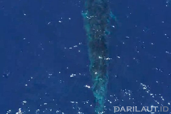 Sudah Dua Hari Paus Biru Melintas di Perairan Gorontalo