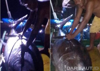 Nelayan Gorontalo Kembali Tangkap Tuna Sirip Biru di Laut Maluku