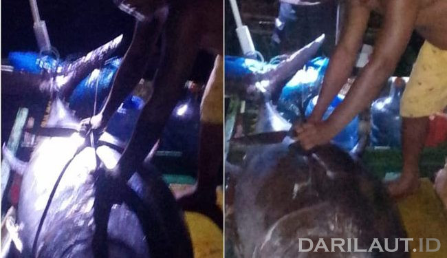 Nelayan Gorontalo Kembali Tangkap Tuna Sirip Biru di Laut Maluku
