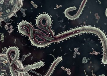 Kementerian Kesehatan Tingkatkan Pengawasan Kasus Ebola di Indonesia