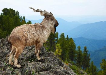 Markhor, Kambing Liar Bertanduk Spiral yang Hampir Terancam Punah