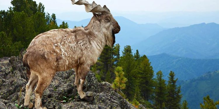 Markhor, Kambing Liar Bertanduk Spiral yang Hampir Terancam Punah