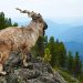 Markhor, Kambing Liar Bertanduk Spiral yang Hampir Terancam Punah