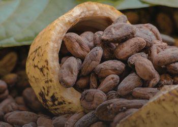 Indonesia Penghasil Biji Kakao dengan Karakter Rasa Khas