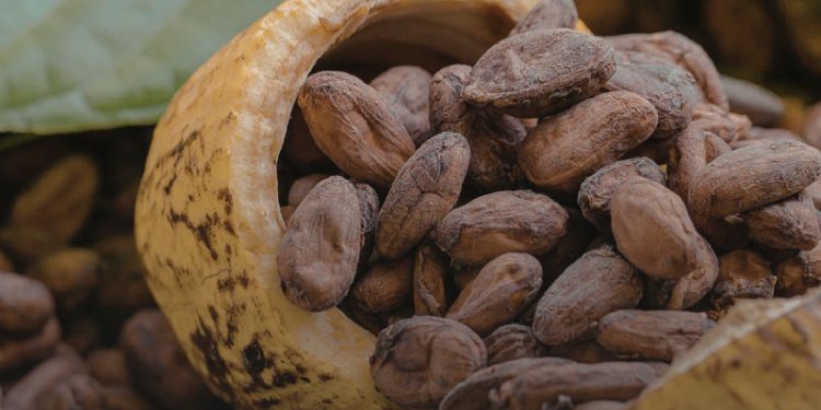 Indonesia Penghasil Biji Kakao dengan Karakter Rasa Khas