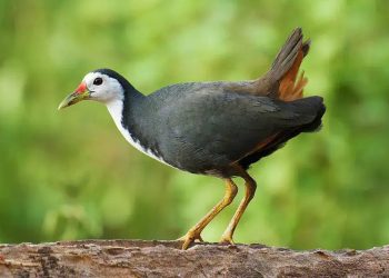 Karakteristik Burung Kareo Padi yang Hidup di Lahan Basah