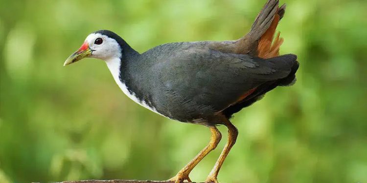Karakteristik Burung Kareo Padi yang Hidup di Lahan Basah