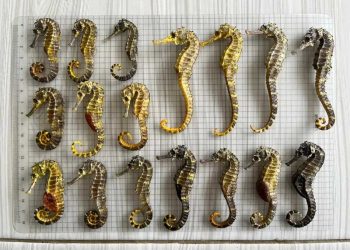 Kuda Laut Komoditas Bernilai Ekonomi, 8 Spesies Diperdagangkan