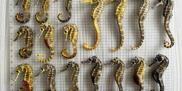 Kuda Laut Komoditas Bernilai Ekonomi, 8 Spesies Diperdagangkan