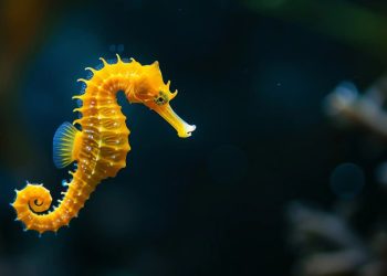 Kuda Laut Masuk Spesies Appendix II