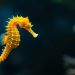 Kuda Laut Masuk Spesies Appendix II