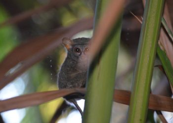 Tarsius yang Ditemukan di Gorontalo Berpotensi Hasil Persilangan Dua Spesies Berbeda