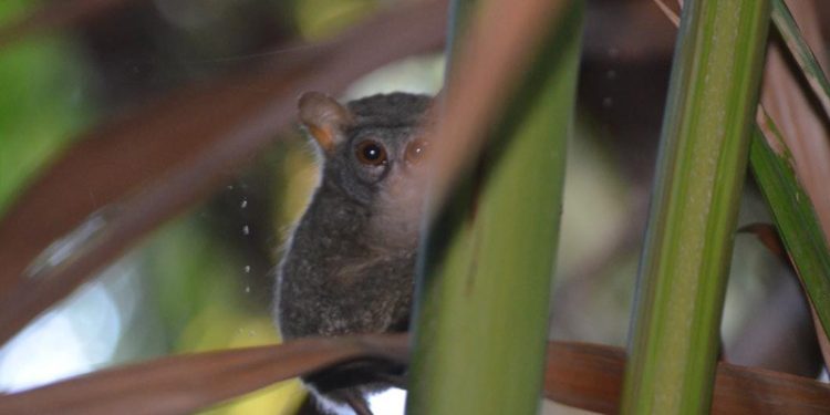 Tarsius yang Ditemukan di Gorontalo Berpotensi Hasil Persilangan Dua Spesies Berbeda