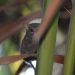 Tarsius yang Ditemukan di Gorontalo Berpotensi Hasil Persilangan Dua Spesies Berbeda