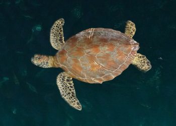 Perairan Berau Habitat Penting Penyu Hijau Terbesar di Indonesia