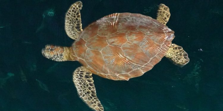 Perairan Berau Habitat Penting Penyu Hijau Terbesar di Indonesia