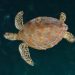 Perairan Berau Habitat Penting Penyu Hijau Terbesar di Indonesia