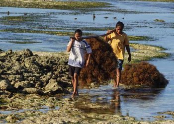 NTT Sentra Utama Produksi Rumput Laut Nasional