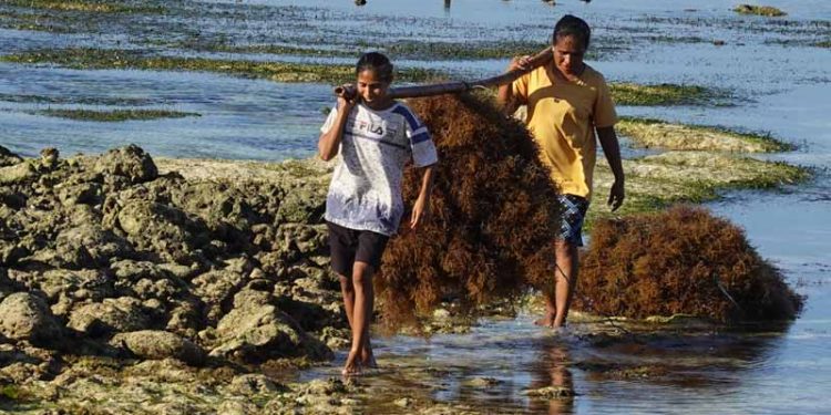 NTT Sentra Utama Produksi Rumput Laut Nasional