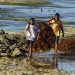 NTT Sentra Utama Produksi Rumput Laut Nasional