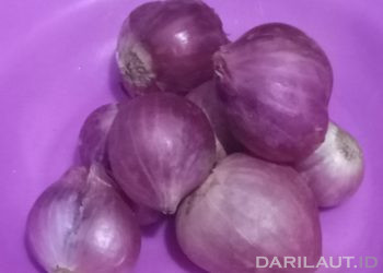 Teknologi Menanam Bawang Merah di Pesisir