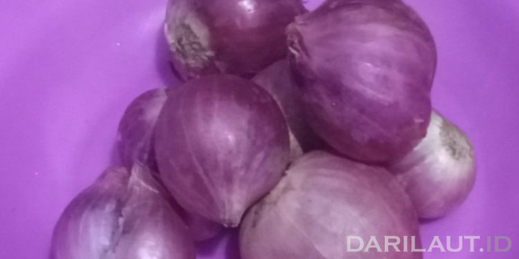 Teknologi Menanam Bawang Merah di Pesisir