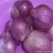 Teknologi Menanam Bawang Merah di Pesisir
