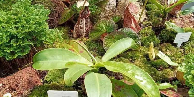 Indonesia Rumah Bagi 83 Kantong Semar, 6 Spesies Kategori Kritis