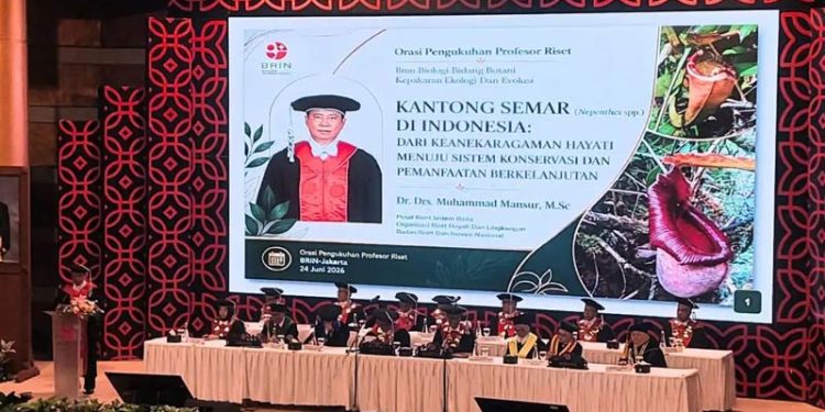 Tiga Spesies Baru Kantong Semar di Sulawesi dan Papua Memperkaya Daftar Flora Indonesia