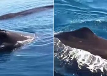 Tiga Paus Sperma Terlihat di Teluk Manado