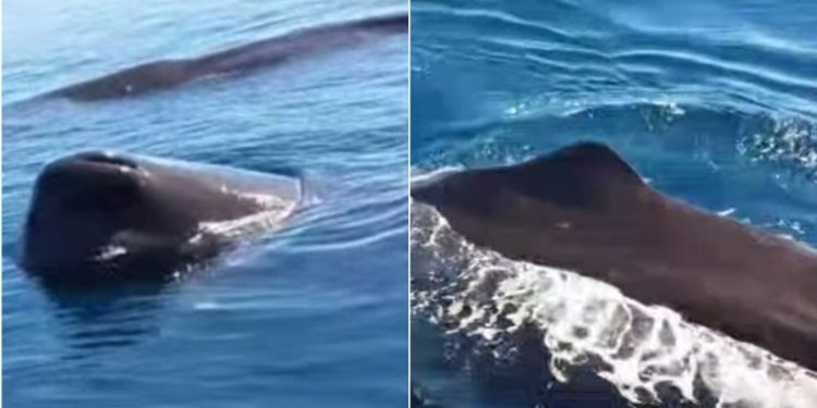 Tiga Paus Sperma Terlihat di Teluk Manado