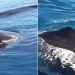 Tiga Paus Sperma Terlihat di Teluk Manado