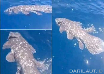 Nelayan Pulau Siladen Temukan Ikan Purba Coelacanth Panjang Lebih Dari 1 Meter