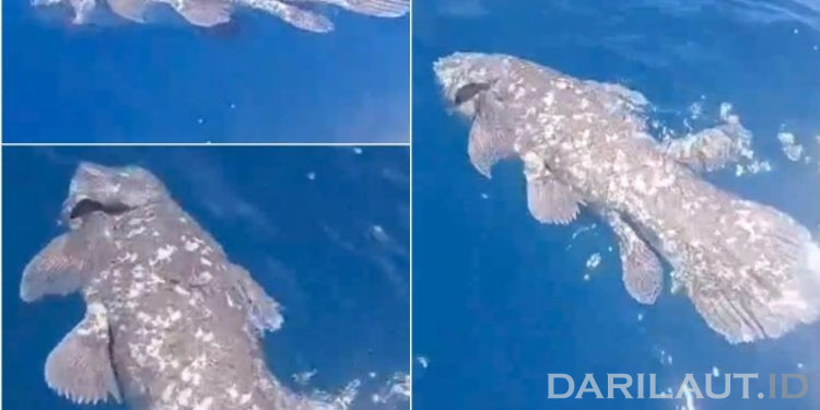 Nelayan Pulau Siladen Temukan Ikan Purba Coelacanth Panjang Lebih Dari 1 Meter