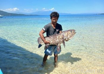 Nelayan Pulau Siladen Temukan Ikan Purba Coelacanth Panjang Lebih Dari 1 Meter