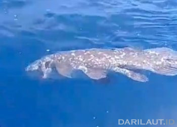 Temuan Ikan Purba Raja Laut di Perairan Pulau Siladen Penting Bagi Konservasi Coelacanth di Indonesia