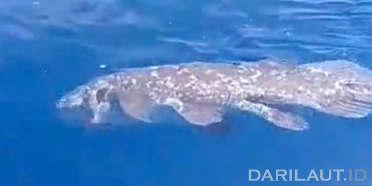 Temuan Ikan Purba Raja Laut di Perairan Pulau Siladen Penting Bagi Konservasi Coelacanth di Indonesia