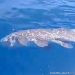 Temuan Ikan Purba Raja Laut di Perairan Pulau Siladen Penting Bagi Konservasi Coelacanth di Indonesia