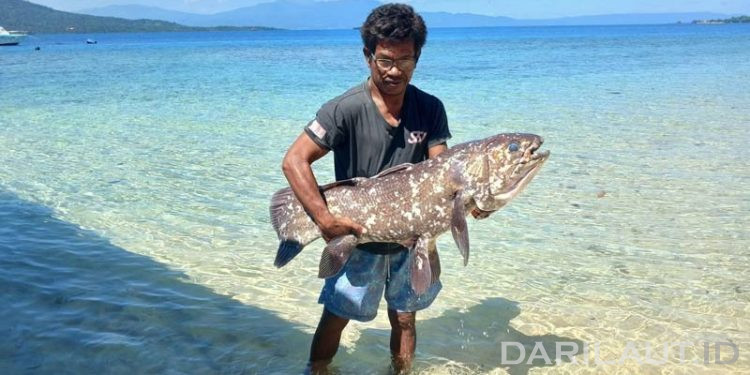 Nelayan Pulau Siladen Temukan Ikan Purba Coelacanth Panjang Lebih Dari 1 Meter