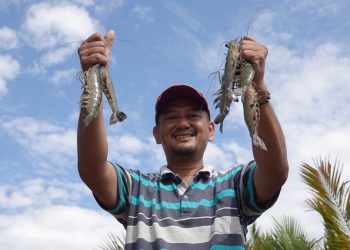 Tambak Berbasis Ekosistem Dapat Memanen Udang Sekaligus Bandeng dan Kepiting Bakau