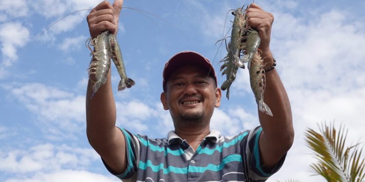 Tambak Berbasis Ekosistem Dapat Memanen Udang Sekaligus Bandeng dan Kepiting Bakau