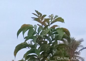 Mahasiswa Farmasi UNG Telusuri Bahan Alam yang Berpotensi Senyawa Aktif