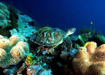 Integrasi Jasa Ekosistem di Cagar Biosfer Wakatobi