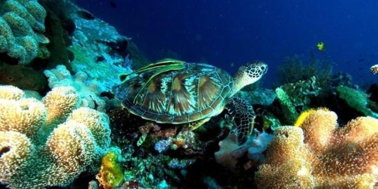 Integrasi Jasa Ekosistem di Cagar Biosfer Wakatobi