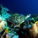 Integrasi Jasa Ekosistem di Cagar Biosfer Wakatobi