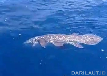Peneliti Beberapa Negara Akan Kolaborasi Riset Ikan Purba Raja Laut Coelacanth yang Ditemukan di Dekat Pulau Siladen