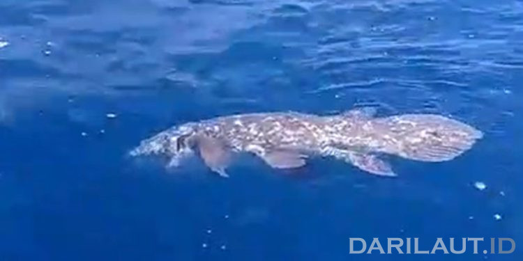 Peneliti Beberapa Negara Akan Kolaborasi Riset Ikan Purba Raja Laut Coelacanth yang Ditemukan di Dekat Pulau Siladen