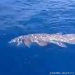 Peneliti Beberapa Negara Akan Kolaborasi Riset Ikan Purba Raja Laut Coelacanth yang Ditemukan di Dekat Pulau Siladen